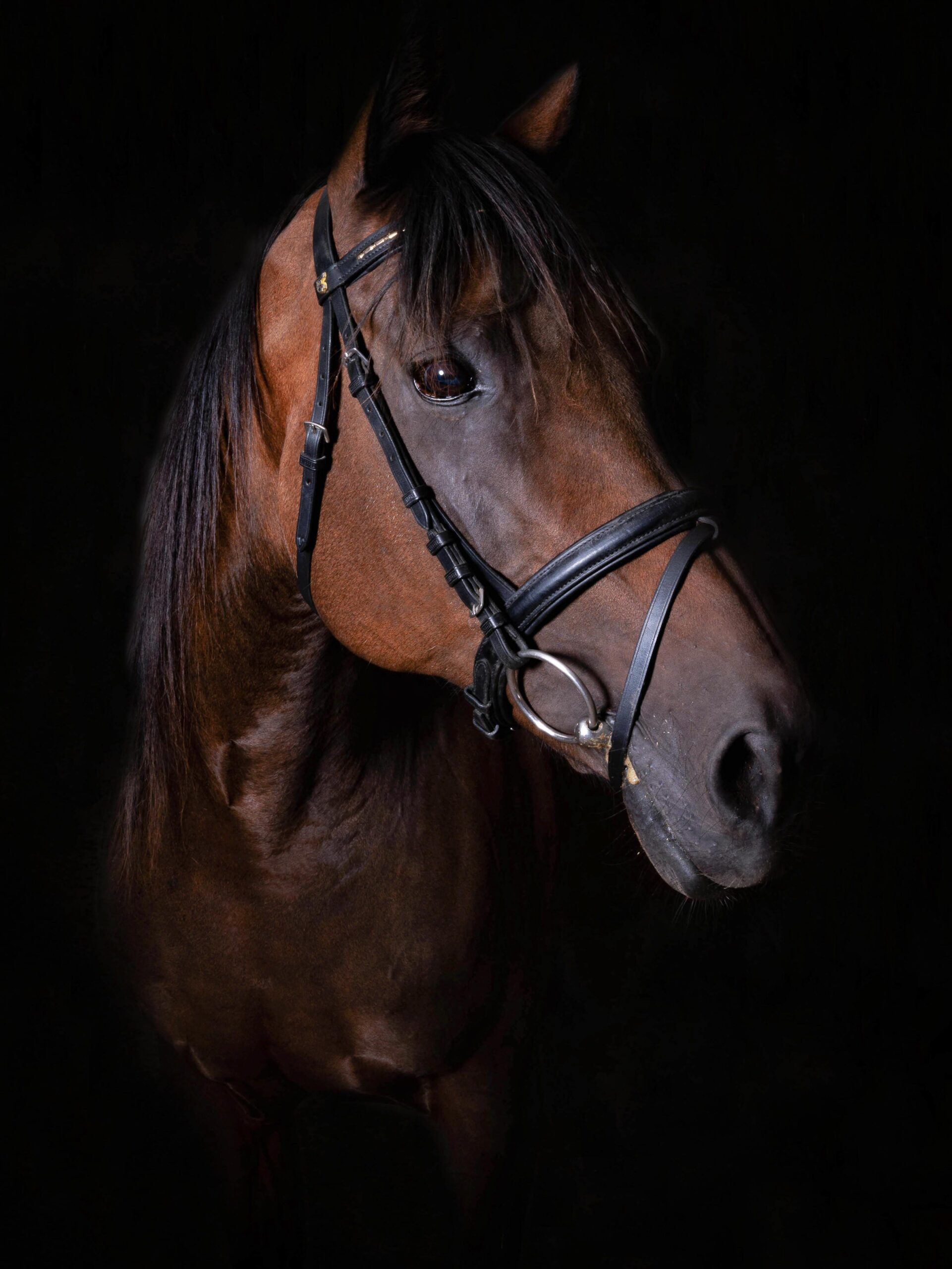 Pferdefotograf Pferdefotografie